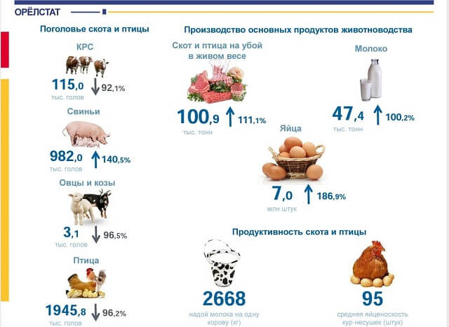 На фоне санкций на Орловщине нарастили производство яиц