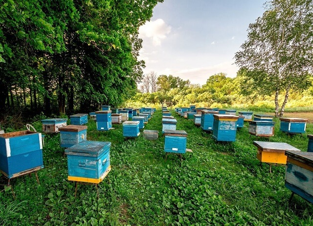 Правоохранители проверят мед неизвестного происхождения