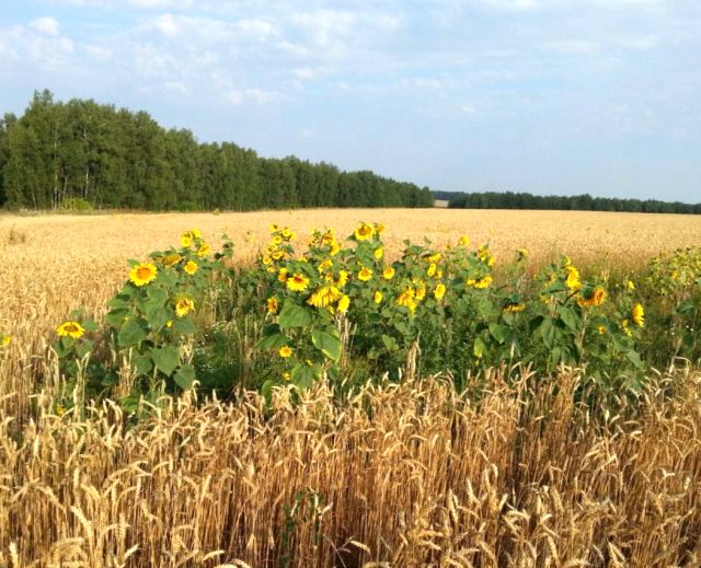 Орловским сельхозпроизводителям обещают 1,918 млрд рублей господдержки