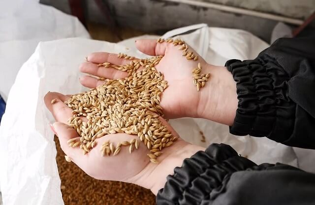 Около 5 тысяч тонн орловского зерна не дошли до потребителей
