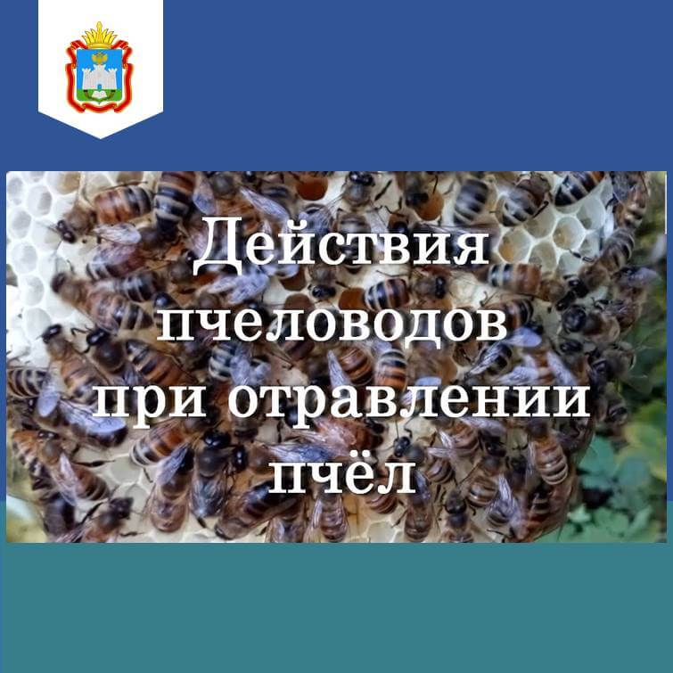 В Орловской области попытаются спасти пчел от массовой гибели