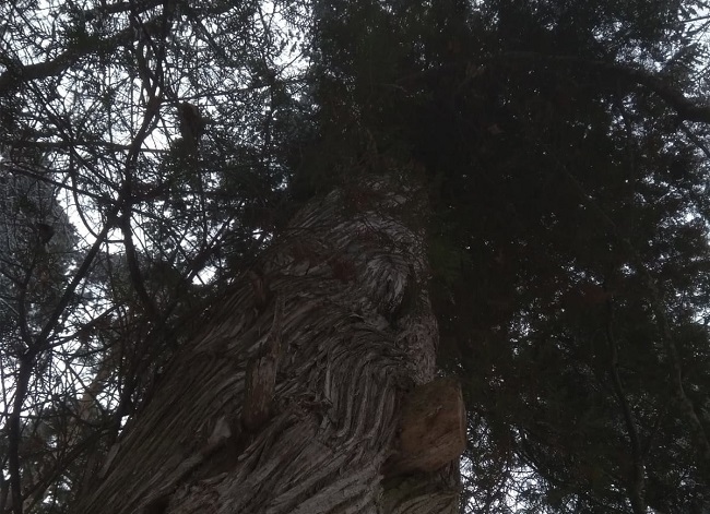 Орловчанин подозревается в похищении деревьев
