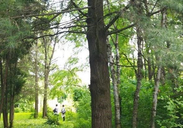В Орловской области закон защитит деревья