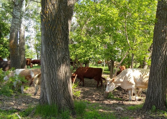 На Орловщине на племенных животных выделили 126 миллионов рублей