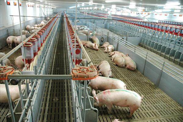 На Орловщине объемы производства свинины выросли на треть