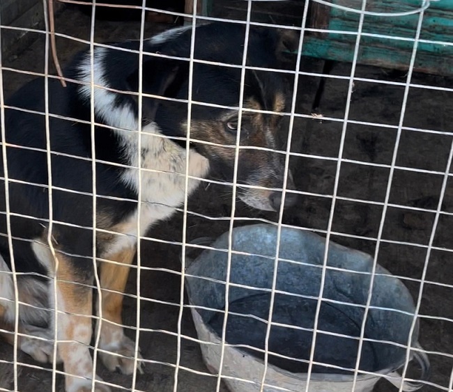 В приюте для орловских собак выявили букет нарушений