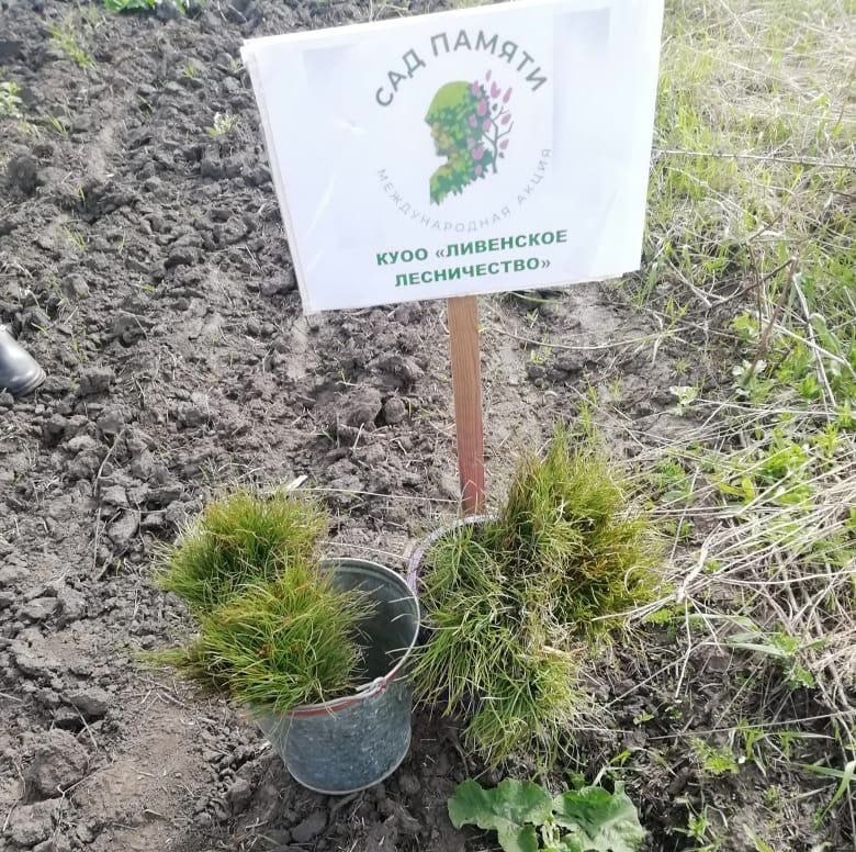 В Орловской области посадили ещё 240 деревьев