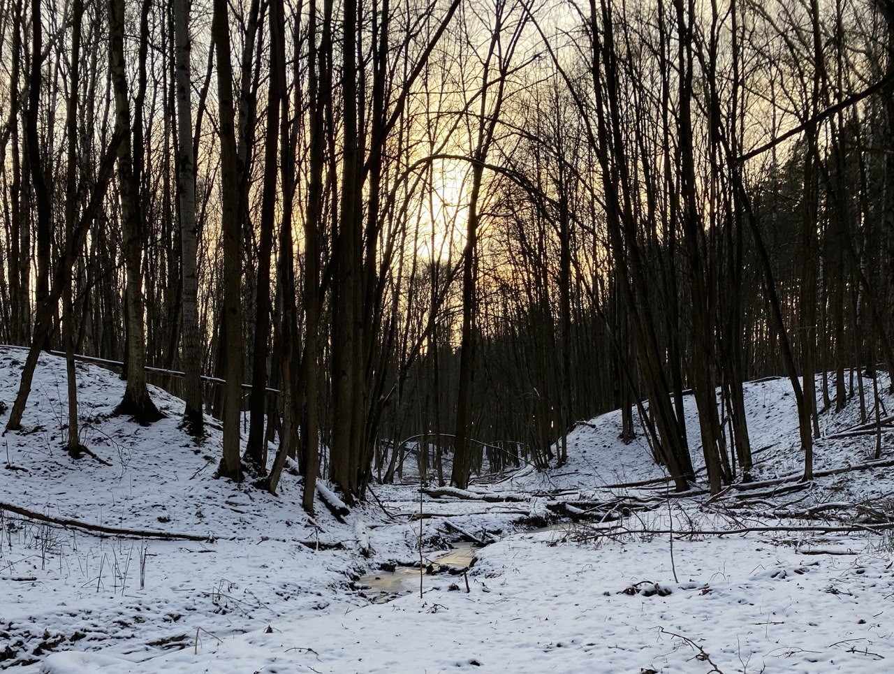 Орловцев предостерегли от бешенства