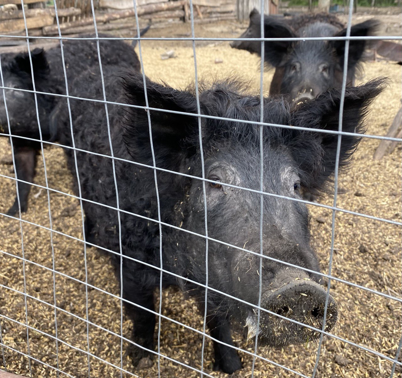 Сняты временные запреты на экспорт из Орловщины в Белоруссию