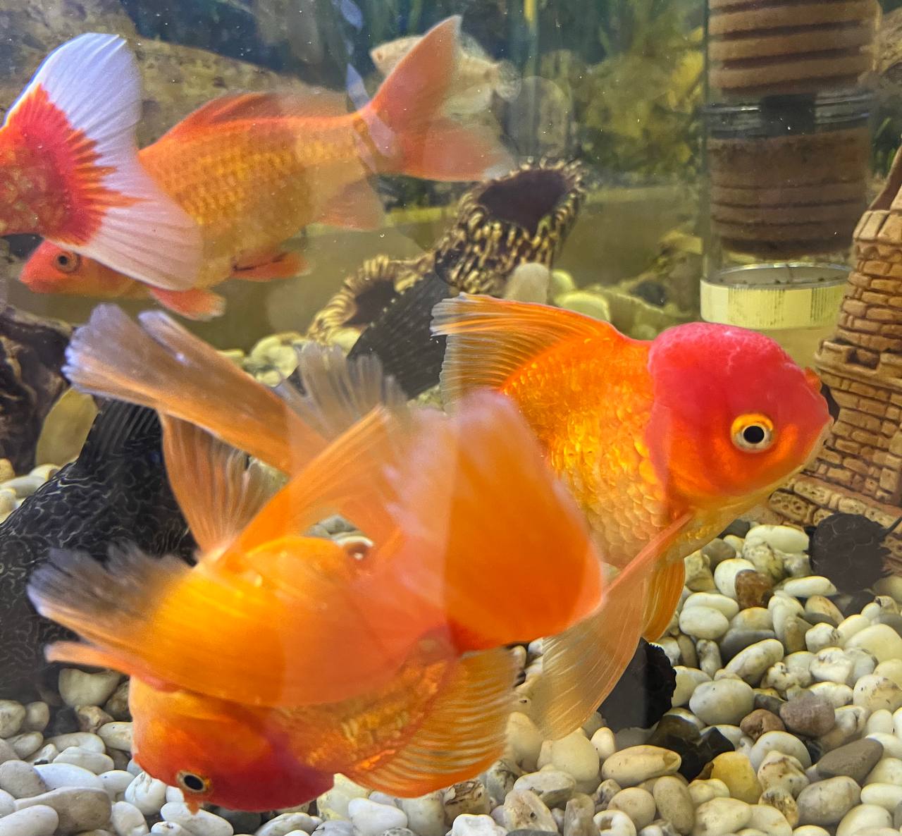 Орловцы полтысячи раз нарушили закон о тишине