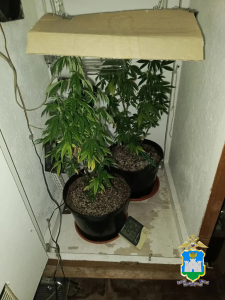 Орловца заподозрили в выращивании конопли в квартире